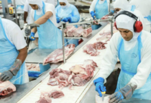 suinocultura e avicultura